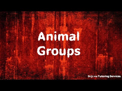 Deja Vu Tutoring Services. Funky Flashcard Animal Group video, Funky Flashcards. Animals.