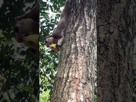Giant Squirrel eating banana#giant #wildlife #giantrush #viralshorts