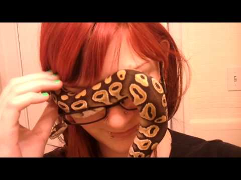Mojave Ball Python - Austin