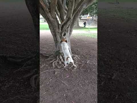 Dog vs Tree tug-of-war, Yarnbi battles for frisbee & perseveres @MorleyFieldDiscGolfCourse