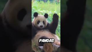 PANDAS do WHAT?! 😱 #cutepandas