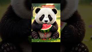 Senhor lobo | panda e os caricas |  #PandaLove #CuteAnimals #PandaGram #AnimalLovers #Wildlife