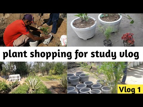 Plants shopping for study vlog |Ankur Explains |