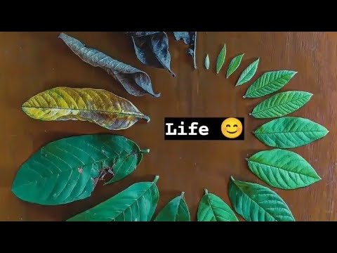 Journey of life 🌴🌳🌱😊 in one photo