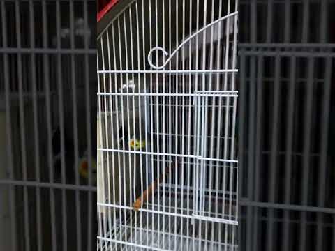 Parrots get a spacious new home