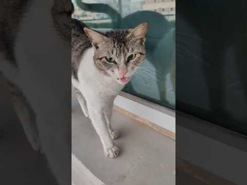 cat#youtubeshorts #shorts #short #cat