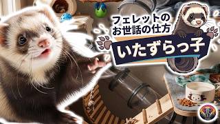 フェレットの飼育方法とは？｜動物ドキュメンタリー