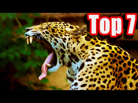 Top 7 Most Dangerous Animals in the World Countdown