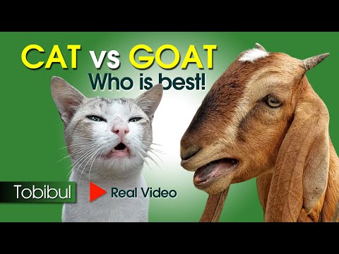 Real Goat And Cat Video, Goat Sound, Cat Sound Animals Video, Screaming Goat, Meow Cat In My Home
