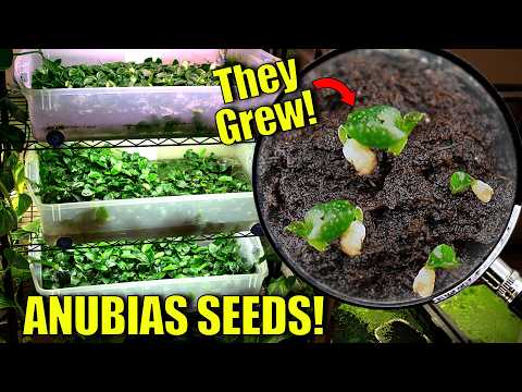 BEST Way to Grow Anubias By Seed: What Really Works and What Doesn’t!