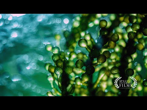 Veramaris: Powering Blue Food with Nature's Source of Omega-3