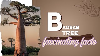 baobab tree fascinating facts