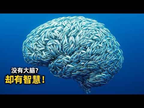 单个是白痴，聚在一起是上帝？宇宙如何靠“一群傻瓜”涌现出神级智慧｜涌现