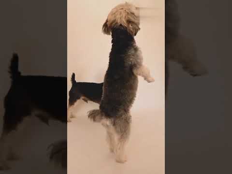 handicap dog की दर्दभरी heart touching story | #shorts