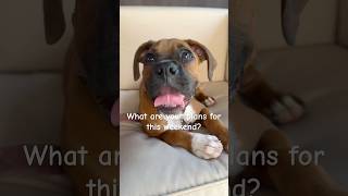💛 What are your plans this weekend? #danithegirlboxer #boxerlove #boxerpuppy