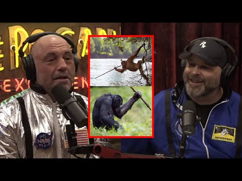 Joe Rogan: CHIMPS has ENTERED STONE AGE! SHOULD WE GIVE THEM THEIR OWN COUNTRY?!