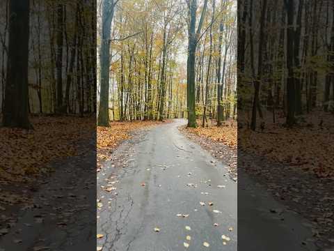 Where the road leads follow it #peacefulwalk #autumn #autumnwalk #fallseason #treesinfall #fall
