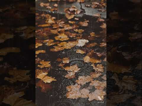 Rainy fall Day, relaxing Ambience
