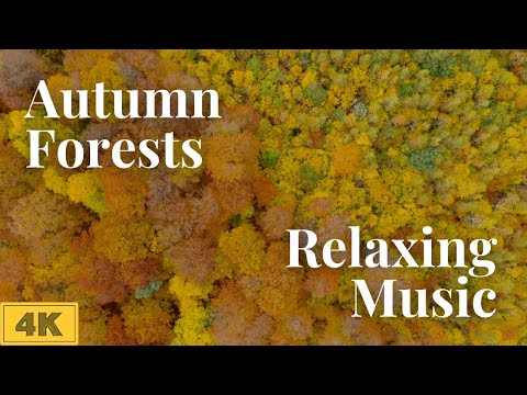 Autumn Forest Nature Videos 4K | Nature Relaxation Landscape 4K | Relaxing Scenery | Calming Music