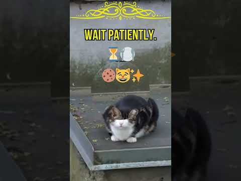 When you’re a cat but also follow rules. Sanskari vibes activated! 🙏🐾 #SanskariCat #WellBehavedCat”