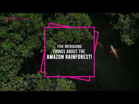 Five (5) Intriguing Things About The Amazon Rainforest
