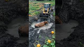 Cow Stuck in Muddy Pit Rescued by JCB in Pumpkin Field | Intense Village Rescue
