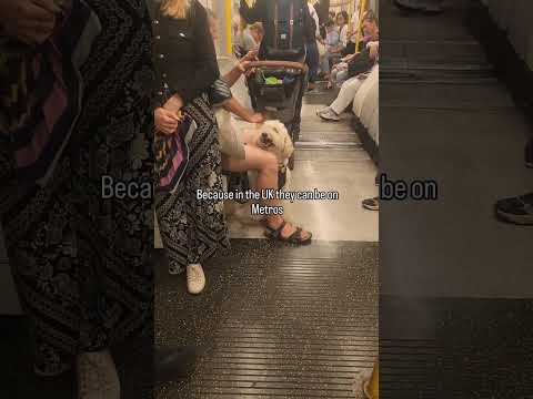 Our experience of traveling through Spain, France, UK with a larger dog…