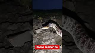 भारत में पाए जाने वाले जहरीले सांप । सांप के वीडियो । #viral #love #shorts #viralvideo #shortsfeed