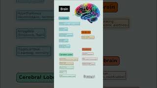 What are the MAIN parts of the brain and their functions