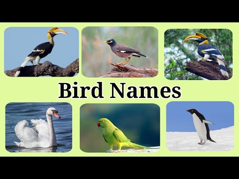 Bird Names - Birds with Picture - Birds in English - @Fun N Learn Preschool
