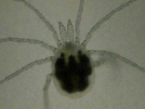 Water Mites - part 2