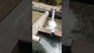 #punjab Agricultural form | CSS