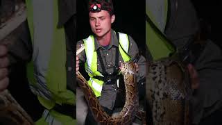 I Caught a 10-Foot Python!