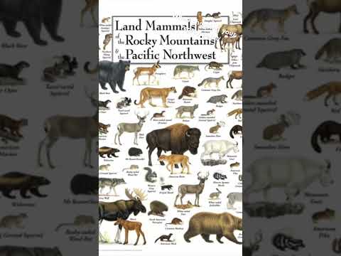 Where do you live? What animals are around you? How do they adapt?