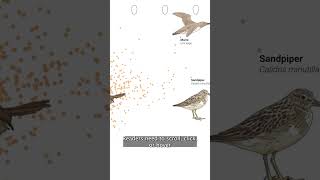 Atlas of Macroscopes: Interactive Data Visualization - Egg Shape