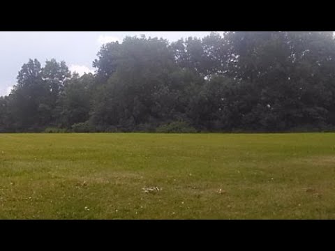 Grass