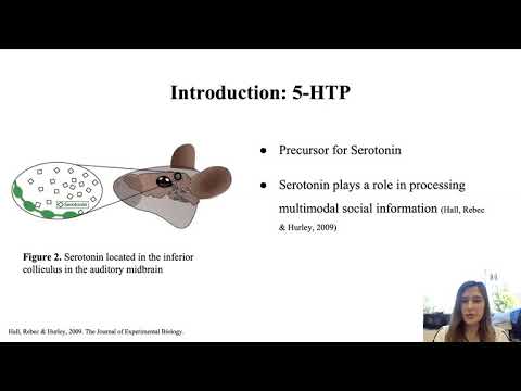 The Effect of Serotonin on Male Responses to Female Ultrasonic Vocalizations & Urine in House Mouse