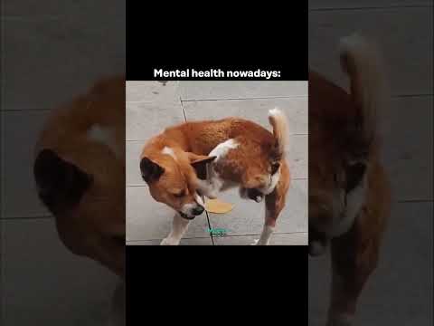 Mental health 🙂 #trending #cat #css #cute #shorts #youtubeshorts #trending #dog #subscribe #shorts