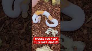 Would you KEEP this Baby Ball Python!?