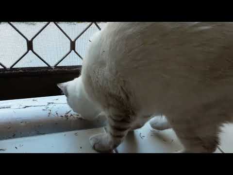 My Kittens Love Freshly Cut Grass that blows in under the doorway| First Video! #Cats #MysticAndIvy