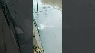 test mancing jaring nggak dapat . #mancingjaring