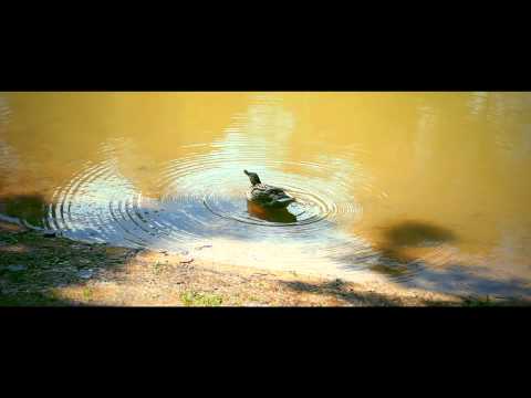 Waterfowl Danse Macabre