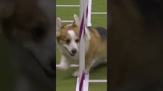 Corgi on the agility course!