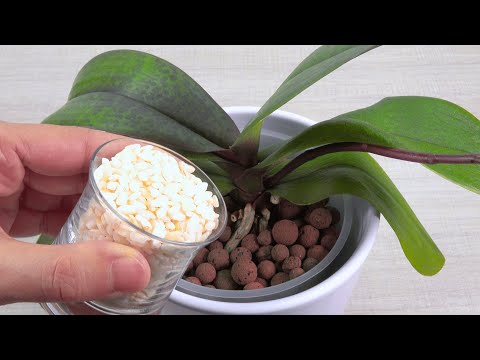 Amazing! Feed the orchid like this  The orchid will bloom like crazy!