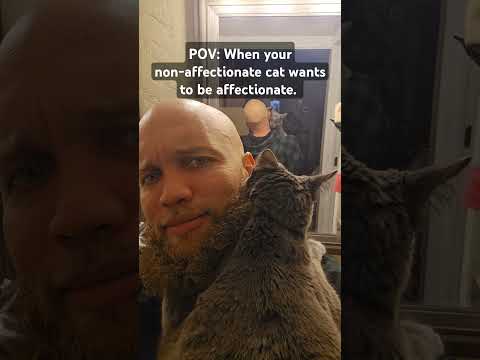 My cat was up to something! #shorts #catshort #luther #catsofyoutube #catlover #catvideos