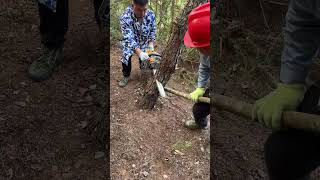 Chainsaw pinched by a tree try this amazing counter-force trip!