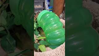 Getting the hatchlings some explore time #ballpython #royalpython #snake #reptiles