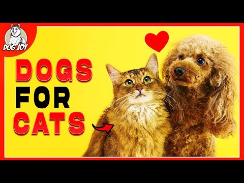 Peaceful Coexistence: Dogs That Love Cats