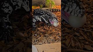 Lucky Mime😆 #joinreptiles #tegulizard #lizardtreats #reptiles #pythonregius #ballpython #exotics