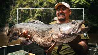 Catching the AGGRESSIVE Wolf fish in Guyana | Jungle Stories part 2
